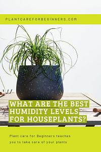 What are the best humidity levels for houseplants?