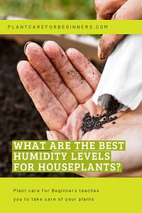 What are the best humidity levels for houseplants?