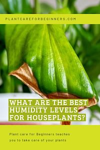 What are the best humidity levels for houseplants?