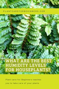What are the best humidity levels for houseplants?