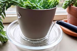 Bottom Watering vs Top Watering: Which one is best for your plant?