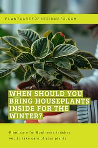 When should you bring houseplants inside for the winter?