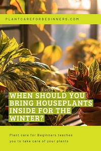 When should you bring houseplants inside for the winter?