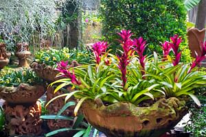 Bromeliads