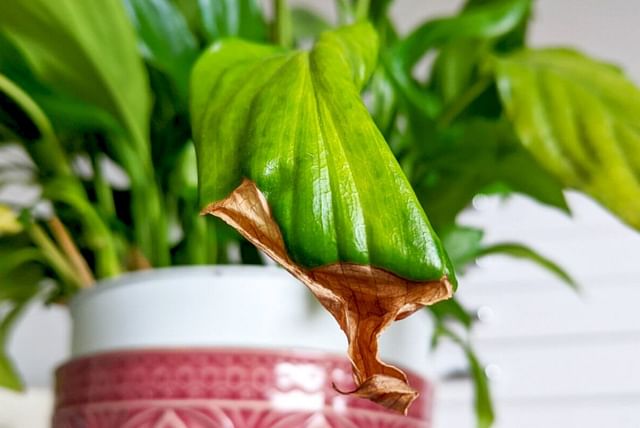 Brown leaf tips