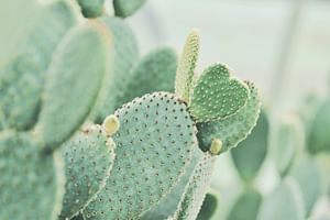 How to take care of an indoor cactus