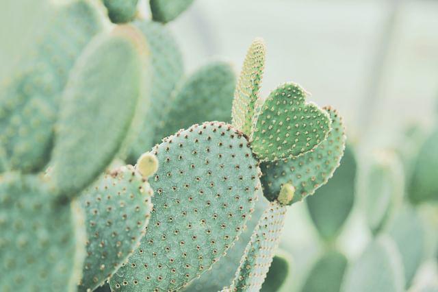 A cactus close up