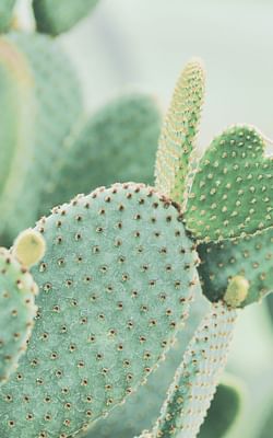 How to take care of an indoor cactus