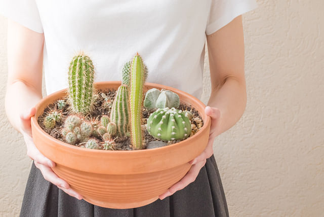 Cactus in a terra cotta pot