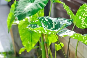 Caladium Praetermissum (Hilo Beauty)
