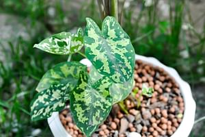 How to take care of a Caladium Praetermissum (Hilo Beauty)