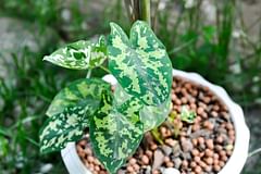 How to take care of a Caladium Praetermissum (Hilo Beauty)