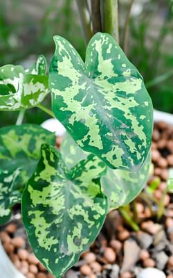 How to take care of a Caladium Praetermissum (Hilo Beauty)