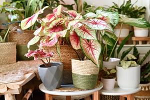 Caladium bicolor (White Queen)