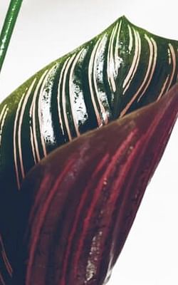 How to grow a Calathea in Leca