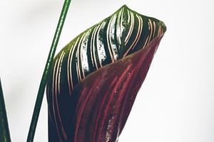 How to grow a Calathea in Leca