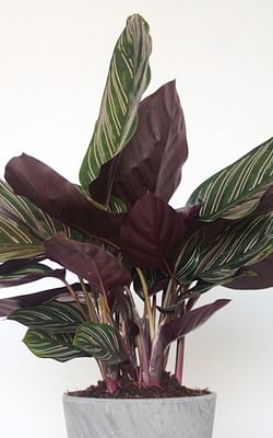 How to care for a Calathea Ornata