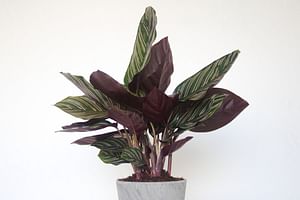 Calathea Ornata