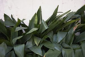 Cast Iron Plant (Aspidistra elatior)