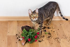 The 7 best pet friendly houseplants for pet owners
