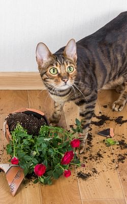 The 7 best pet friendly houseplants for pet owners