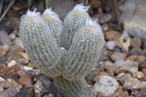 Cephalocereus senilis (Old Man Cactus)