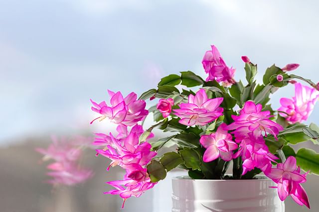 Tropical cacti