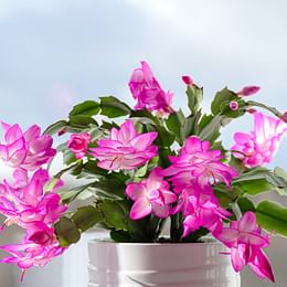 Christmas Cactus