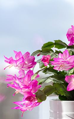 How to care for a Christmas cactus