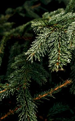 How to keep your Christmas tree looking better for longer