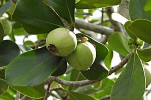 Clusia Rosea (Autograph tree)