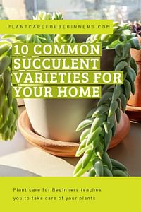 10 common succulent varieties for your home