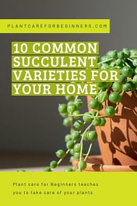 10 common succulent varieties for your home