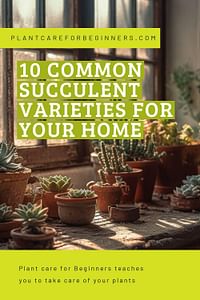 10 common succulent varieties for your home