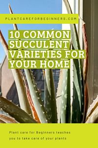 10 common succulent varieties for your home