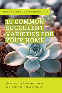 10 common succulent varieties for your home