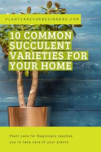 10 common succulent varieties for your home