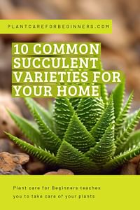 10 common succulent varieties for your home