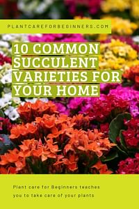 10 common succulent varieties for your home
