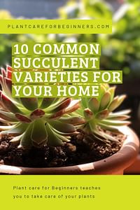 10 common succulent varieties for your home