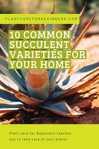 10 common succulent varieties for your home