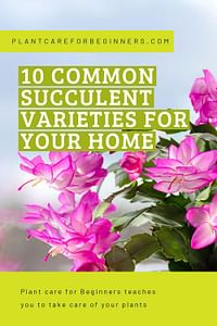 10 common succulent varieties for your home