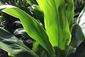How do you take care of Cordyline fruticosa (Ti Plant)?