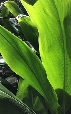 How do you take care of Cordyline fruticosa (Ti Plant)?