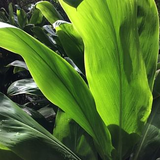 Read a plant care guide