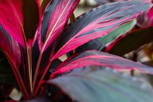 Cordyline fruticosa (Ti Plant)