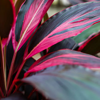 Read a plant care guide