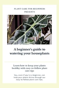 A beginner's guide to watering your houseplants