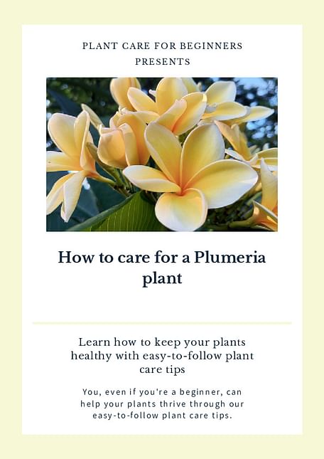 How to care for a Plumeria plant