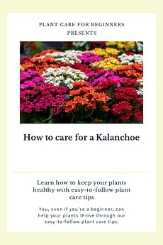 How to care for a Kalanchoe